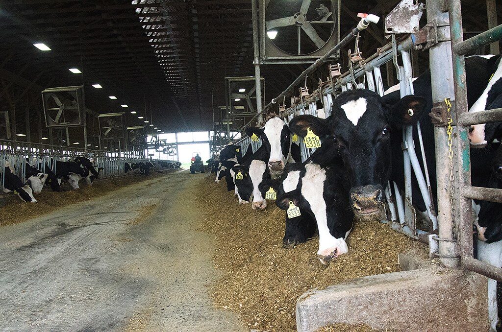 Dairy farm milk cooling supported by reliable farm refrigeration